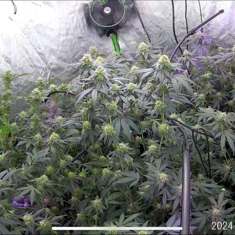 Alpha Runtz growlog timeline photo