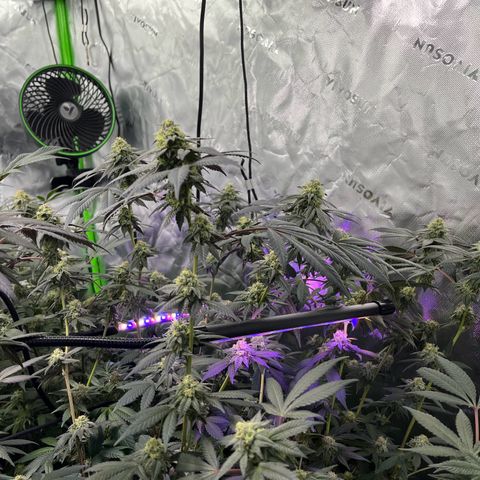 Alpha Runtz growlog photo: About a month left 2 weeks of nutrients left and then 2 weeks of flush