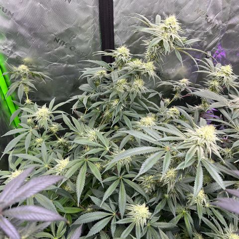 Alpha Runtz growlog photo: About a month left 2 weeks of nutrients left and then 2 weeks of flush