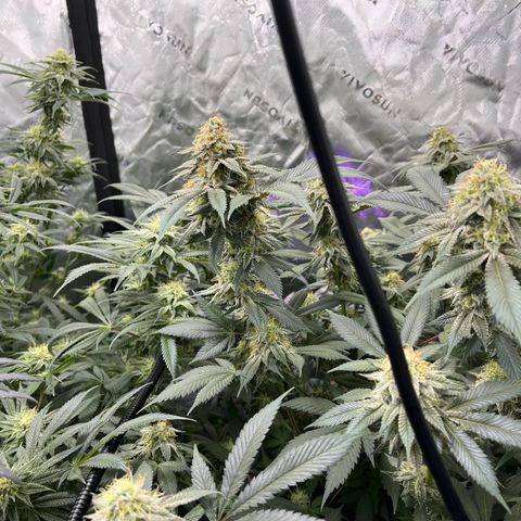 Alpha Runtz growlog photo: About a month left 2 weeks of nutrients left and then 2 weeks of flush