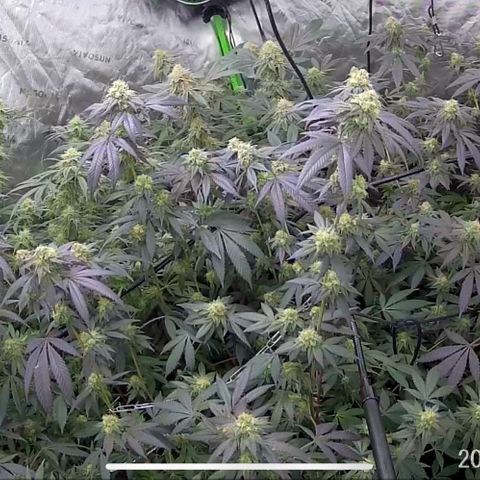 Alpha Runtz growlog photo: About a month left 2 weeks of nutrients left and then 2 weeks of flush