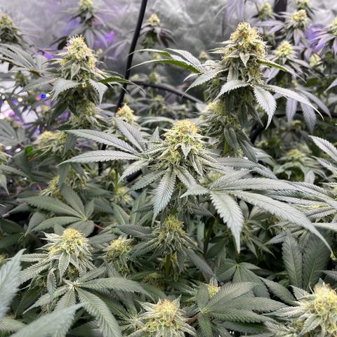 Alpha Runtz growlog photo: About a month left 2 weeks of nutrients left and then 2 weeks of flush