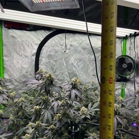 Alpha Runtz growlog photo: About a month left 2 weeks of nutrients left and then 2 weeks of flush