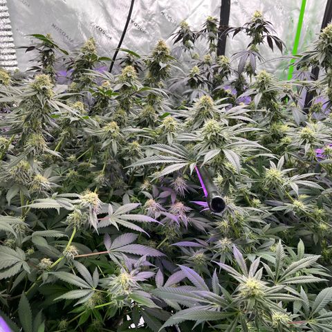 Alpha Runtz growlog photo: About a month left 2 weeks of nutrients left and then 2 weeks of flush