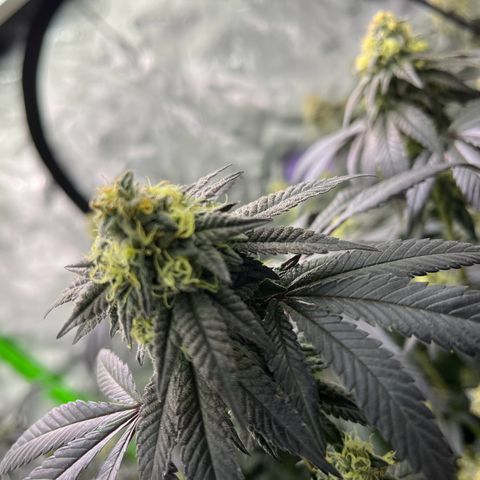 Alpha Runtz growlog photo: About a month left 2 weeks of nutrients left and then 2 weeks of flush