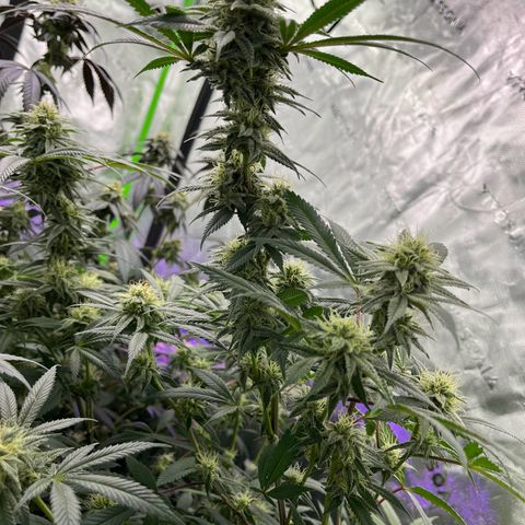 Alpha Runtz growlog photo: About a month left 2 weeks of nutrients left and then 2 weeks of flush