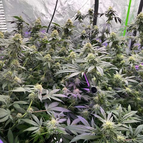 Alpha Runtz growlog photo: About a month left 2 weeks of nutrients left and then 2 weeks of flush