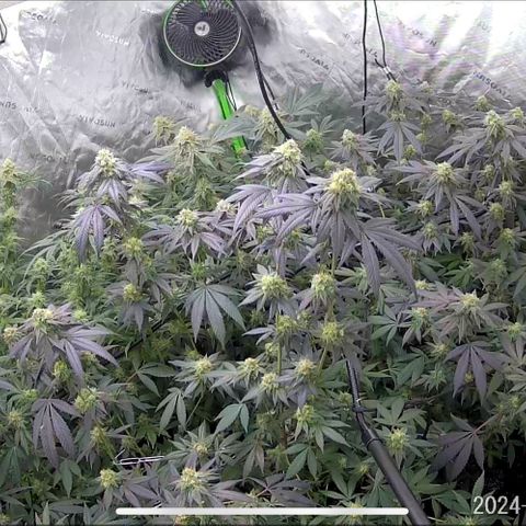 Alpha Runtz growlog timeline photo