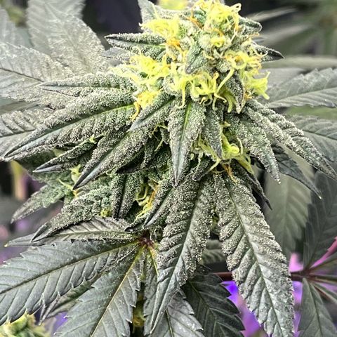 Alpha Runtz growlog timeline photo