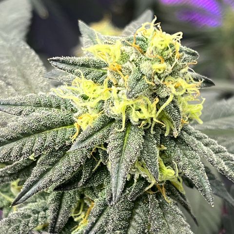 Alpha Runtz growlog timeline photo
