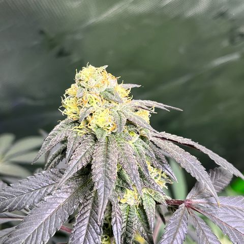 Alpha Runtz growlog timeline photo