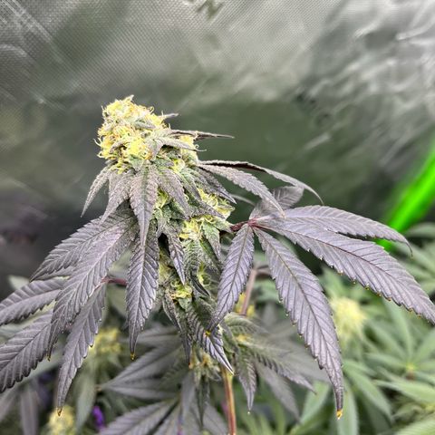 Alpha Runtz growlog timeline photo