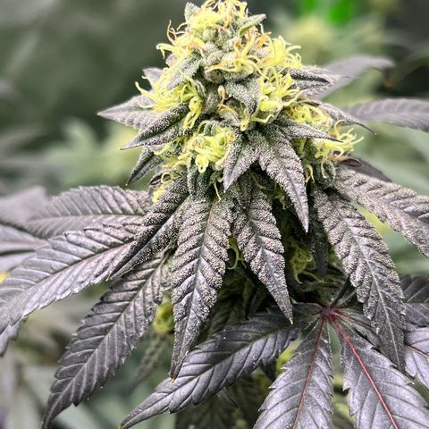 Alpha Runtz growlog timeline photo
