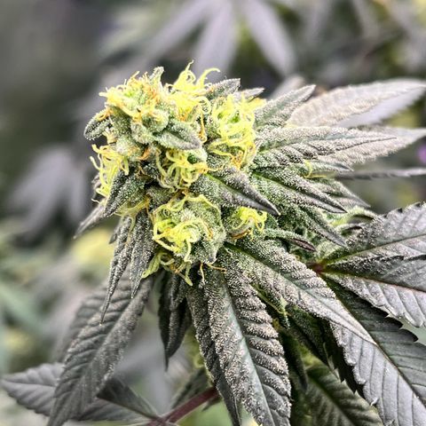 Alpha Runtz growlog timeline photo