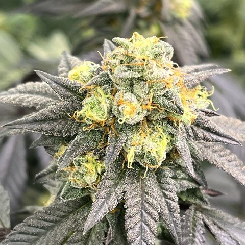 Alpha Runtz growlog photo: Lookin good and smellin super danky! Last week of nutrients then flush for 2 weeks sledgehammer one week water with molasses