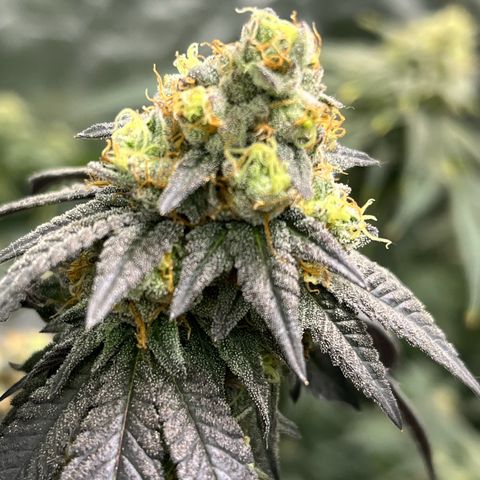 Alpha Runtz growlog photo: Lookin good and smellin super danky! Last week of nutrients then flush for 2 weeks sledgehammer one week water with molasses