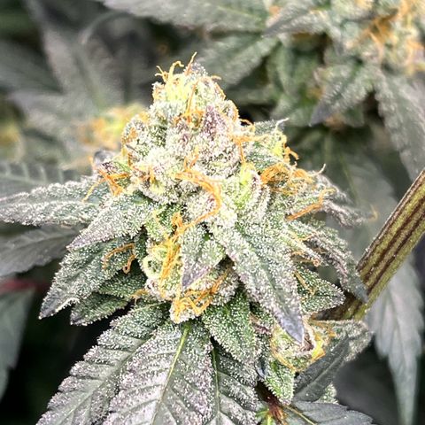 Alpha Runtz growlog photo: Lookin good and smellin super danky! Last week of nutrients then flush for 2 weeks sledgehammer one week water with molasses