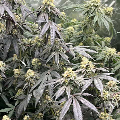 Alpha Runtz growlog photo: Lookin good and smellin super danky! Last week of nutrients then flush for 2 weeks sledgehammer one week water with molasses
