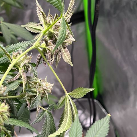 Alpha Runtz growlog photo: Lookin good and smellin super danky! Last week of nutrients then flush for 2 weeks sledgehammer one week water with molasses