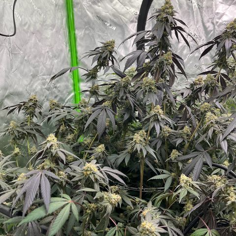 Alpha Runtz growlog photo: Lookin good and smellin super danky! Last week of nutrients then flush for 2 weeks sledgehammer one week water with molasses