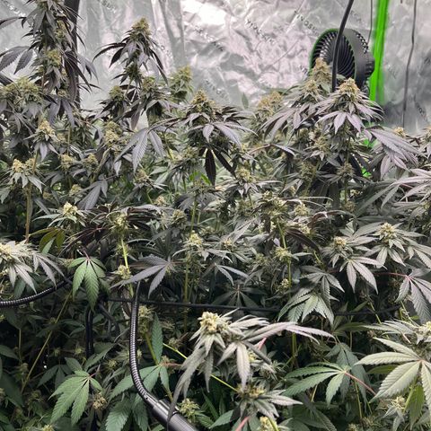 Alpha Runtz growlog photo: Lookin good and smellin super danky! Last week of nutrients then flush for 2 weeks sledgehammer one week water with molasses