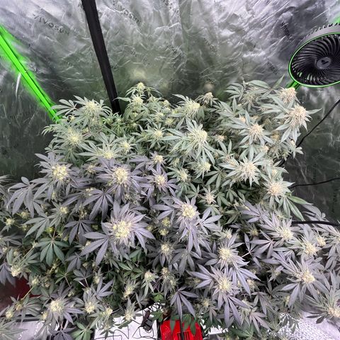 Alpha Runtz growlog photo: Lookin good and smellin super danky! Last week of nutrients then flush for 2 weeks sledgehammer one week water with molasses