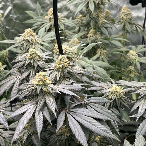 Alpha Runtz growlog photo: Lookin good and smellin super danky! Last week of nutrients then flush for 2 weeks sledgehammer one week water with molasses