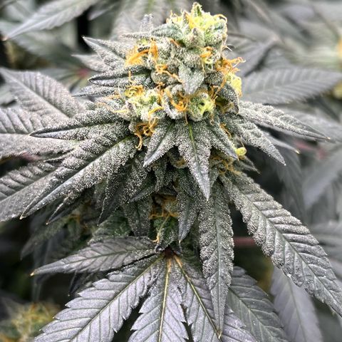 Alpha Runtz growlog photo: Lookin good and smellin super danky! Last week of nutrients then flush for 2 weeks sledgehammer one week water with molasses