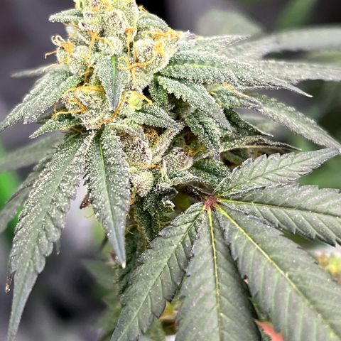 Alpha Runtz growlog photo: First day of flush with sledgehammer… looking good and smelling stanky!
