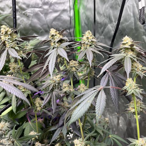 Alpha Runtz growlog photo: First day of flush with sledgehammer… looking good and smelling stanky!