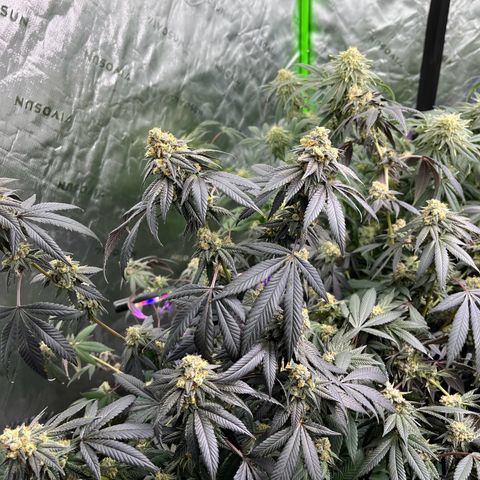 Alpha Runtz growlog photo: First day of flush with sledgehammer… looking good and smelling stanky!
