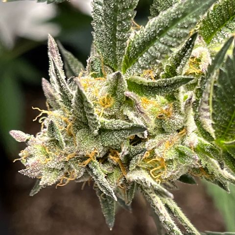 Alpha Runtz growlog photo: First day of flush with sledgehammer… looking good and smelling stanky!