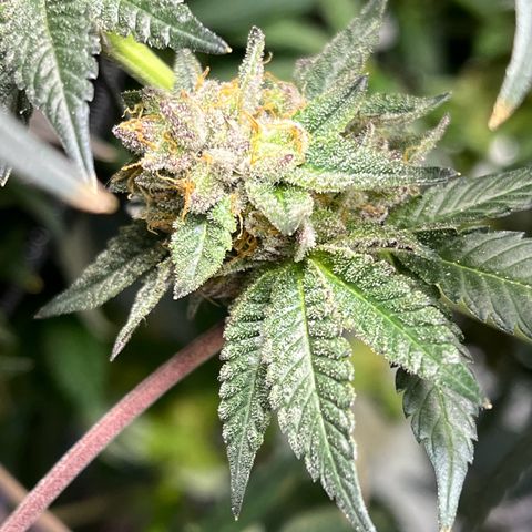 Alpha Runtz growlog photo: First day of flush with sledgehammer… looking good and smelling stanky!