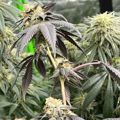 Alpha Runtz growlog photo: First day of flush with sledgehammer… looking good and smelling stanky!