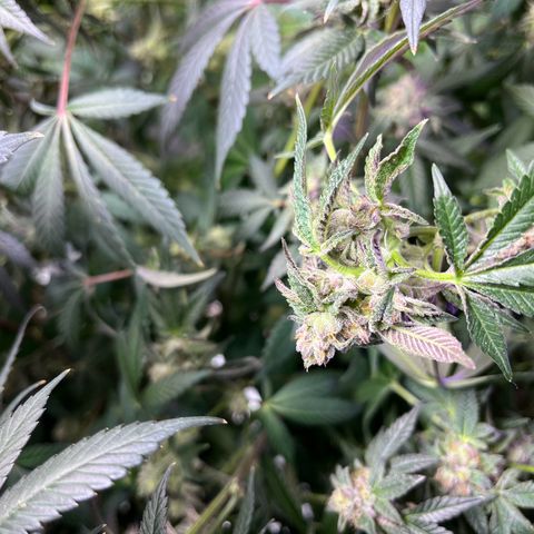 Alpha Runtz growlog photo: First day of flush with sledgehammer… looking good and smelling stanky!