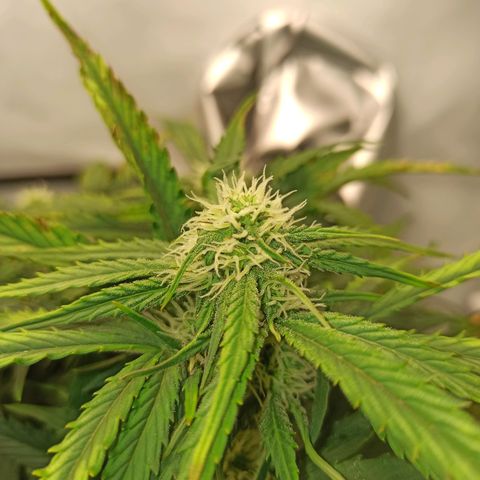 Stress Killer Automatic growlog timeline photo