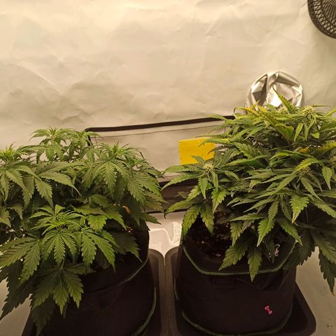 Stress Killer Automatic growlog timeline photo