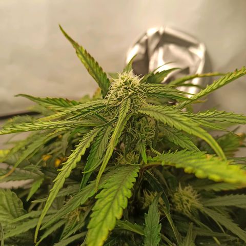 Stress Killer Automatic growlog timeline photo