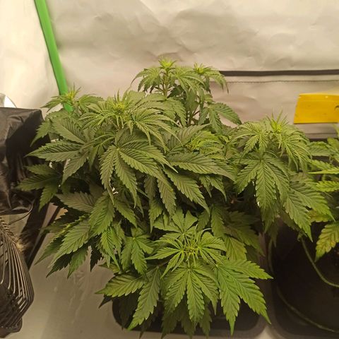 Royal Dwarf growlog timeline photo