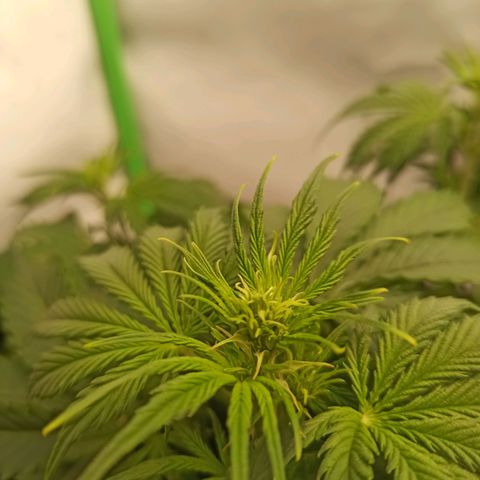 Royal Dwarf growlog timeline photo