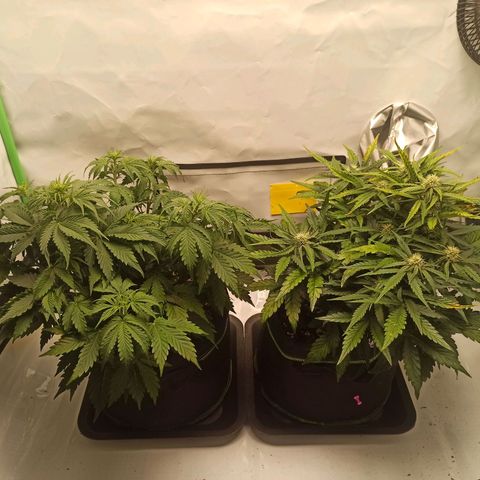 Royal Dwarf growlog timeline photo