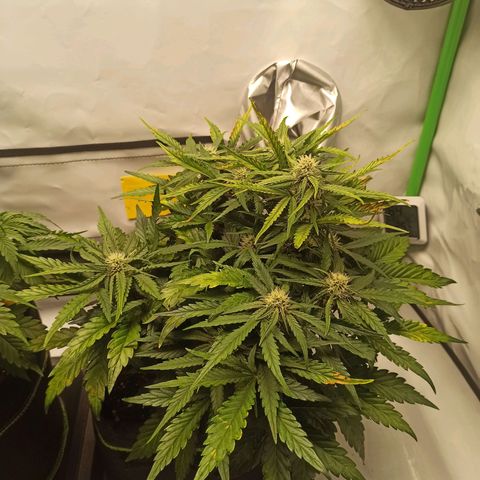 Stress Killer Automatic growlog timeline photo
