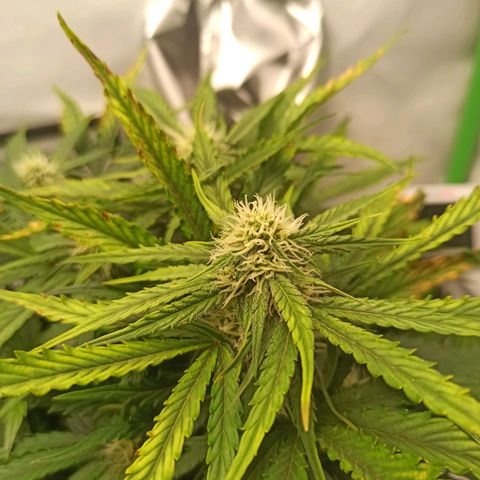 Stress Killer Automatic growlog timeline photo