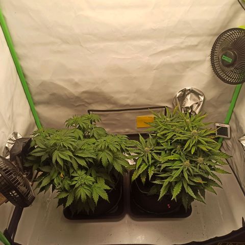 Stress Killer Automatic growlog timeline photo