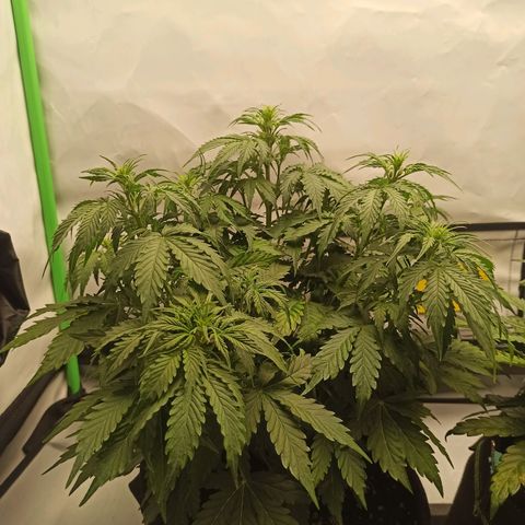 Royal Dwarf growlog timeline photo