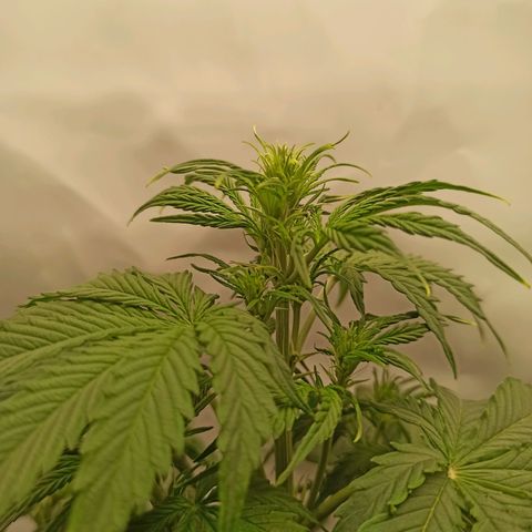 Royal Dwarf growlog timeline photo