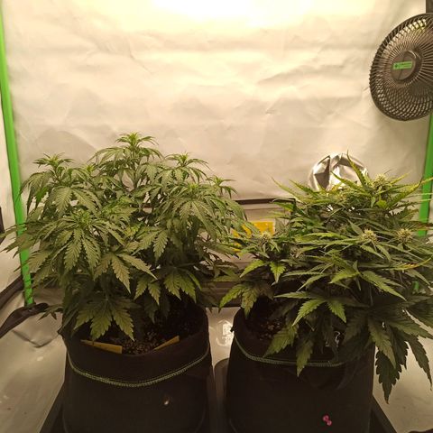 Royal Dwarf growlog timeline photo