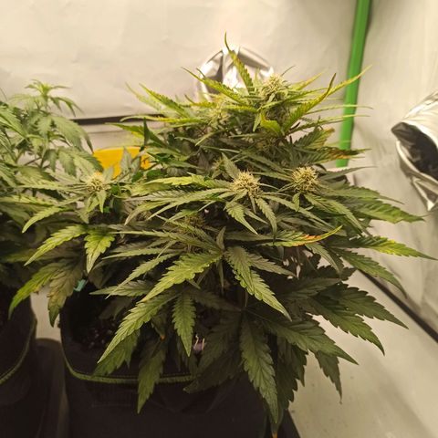 Stress Killer Automatic growlog timeline photo