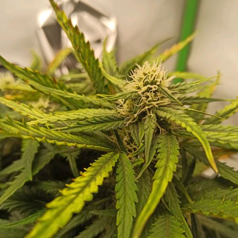 Stress Killer Automatic growlog timeline photo