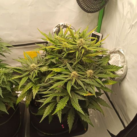 Stress Killer Automatic growlog timeline photo
